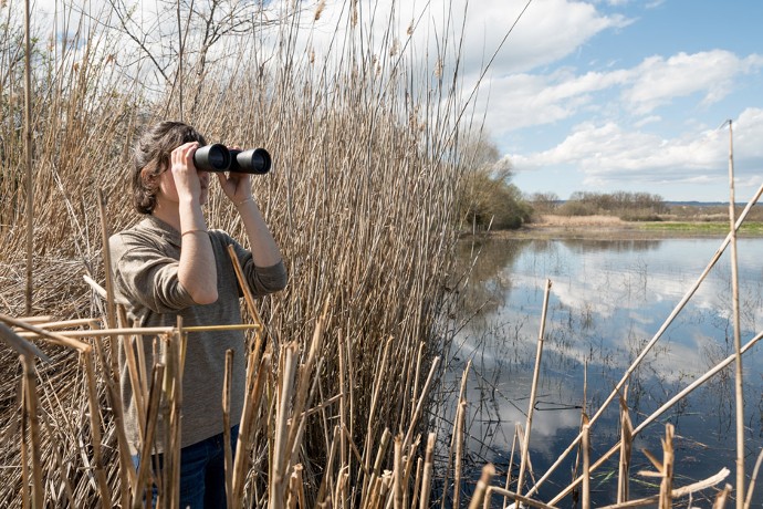 Observation. Autour des étangs, la roselière off re des fenêtres d'observation sur les oiseaux d'eau.