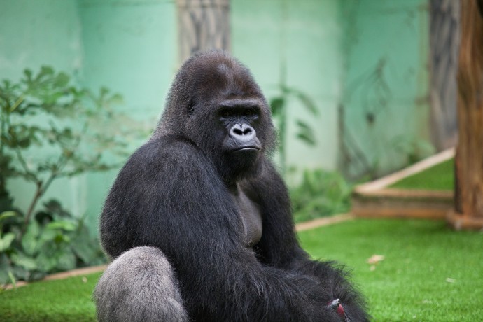 Le gorille, mascotte du parc de Saint Martin