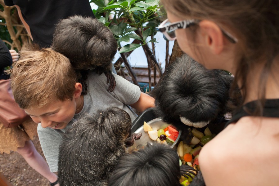 Les enfants nourrissent les makis cattas, petits singes en voie de disparition, en compagnie de l’animateur.
