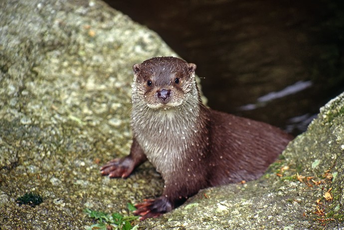 Loutre d'Europe © Y. Thonnerieux