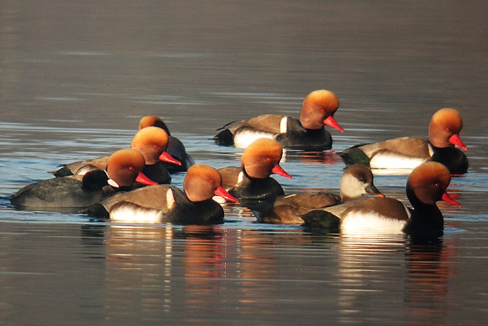 Nettes rousses © Y. Thonnerieux