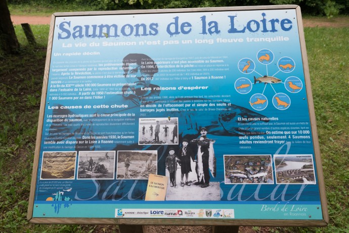 Au 19e siècle, 100 000 saumons franchissaient chaque année l’estuaire de la Loire,  contre 5 000 par an aujourd’hui.