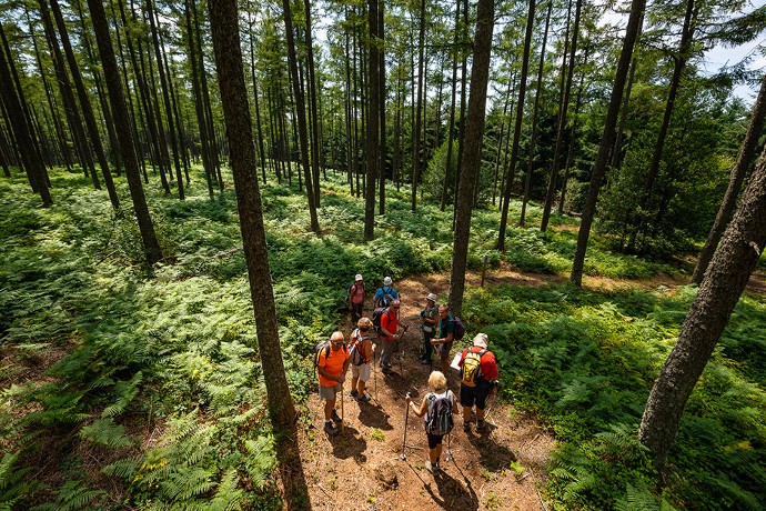 De beaux chemins boisés mènent jusqu'à la tour.