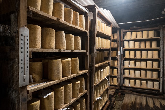 La fourme de Montbrison AOP, affinée ici dans des caves d'altitude, est inscrite au patrimoine culturel immatériel national de l’Unesco.