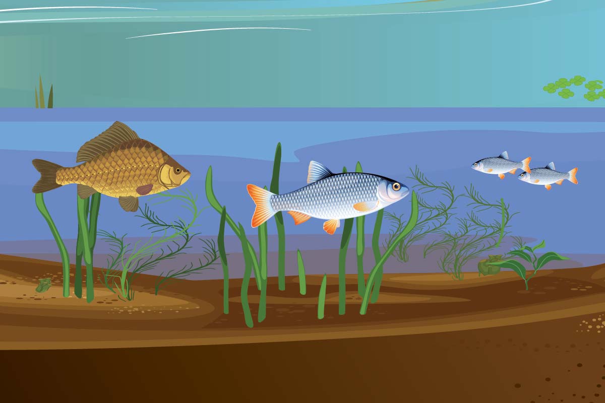 infographie-poissons-web